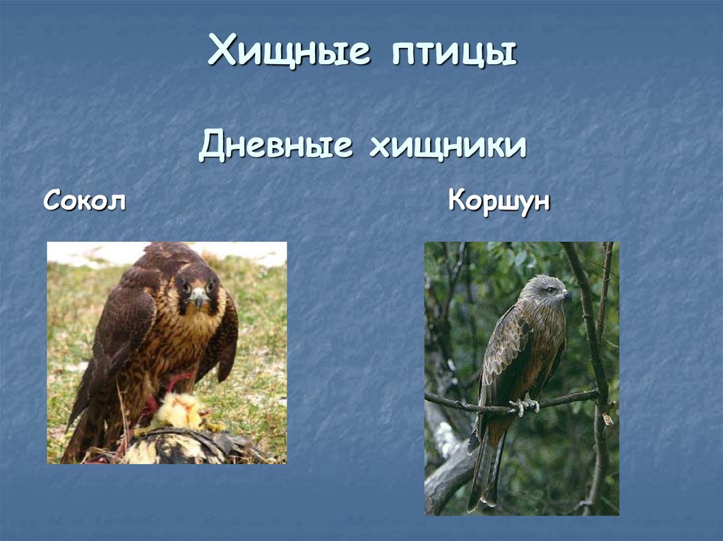 Птицы подмосковья (фото и описание): крупные хищники и маленькие птички