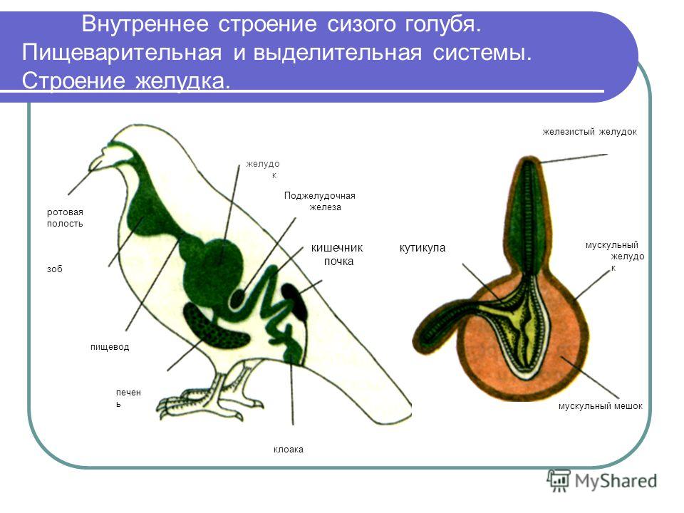 Картинка пищеварительная система птиц