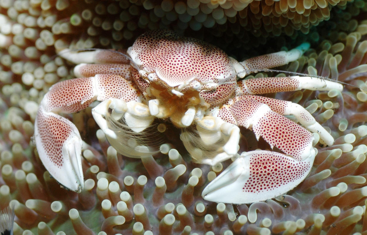 Рыба откладывающая икру в моллюске. Краб анемоновый пятнистый. Краб фарфоровый анемоновый. Ракообразные Барьерный риф. Краб анемоновый аквариум.