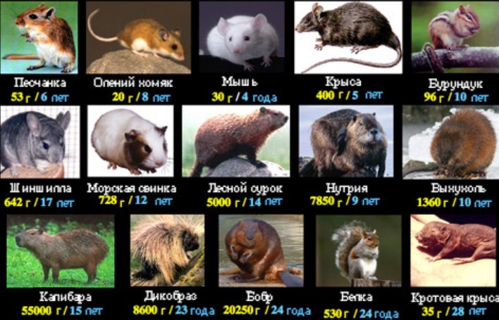 Сколько живут все животные