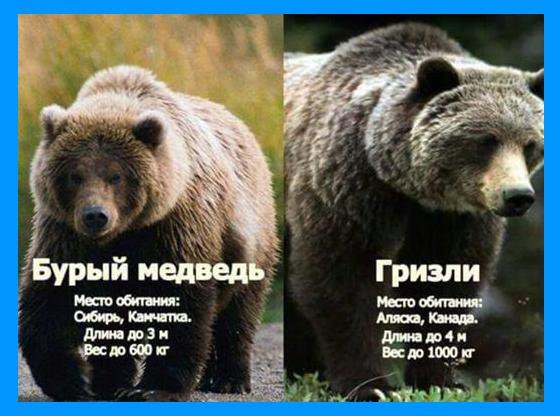Медведь гризли. среда обитания и образ жизни медведя гризли | животный мир