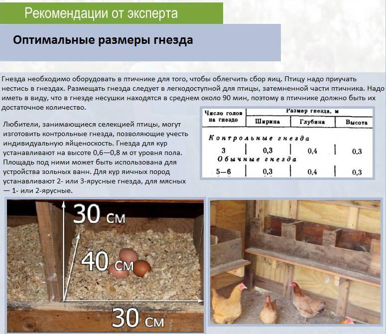 Гнезда для несушек размеры чертежи размеры