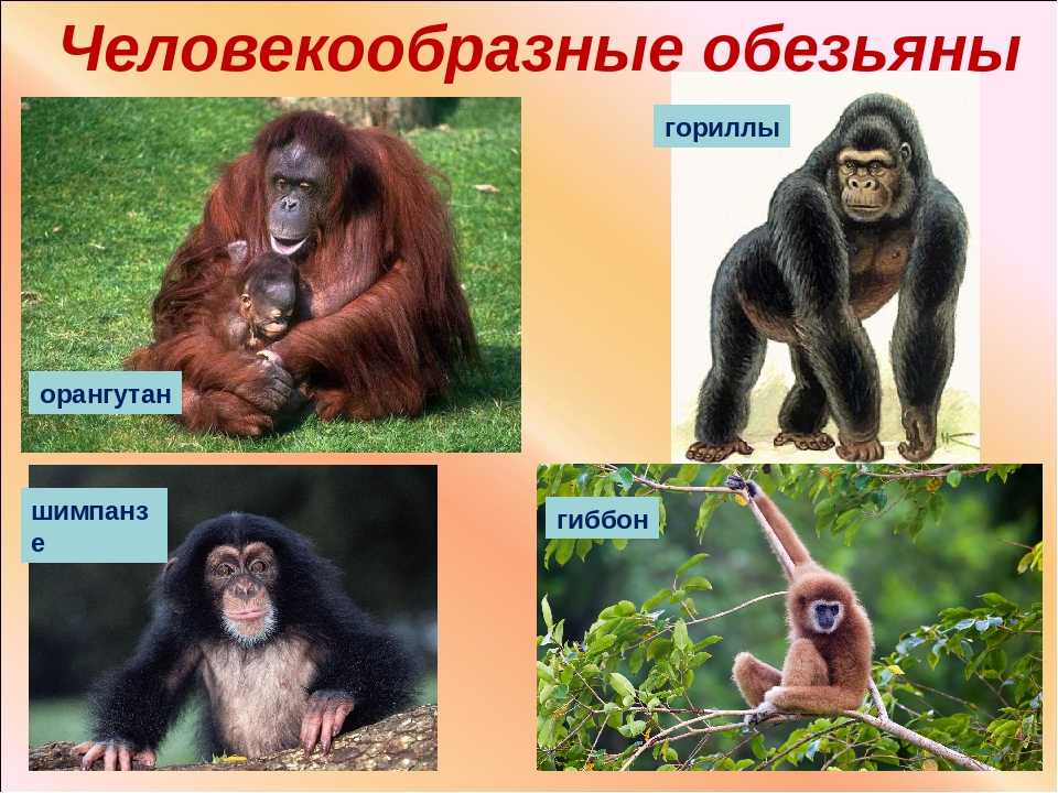 Образ жизни человекообразных обезьян. Человекообразные обезьяны. Приматы названия. Отряд приматы. Человекообразные обезьяны виды.