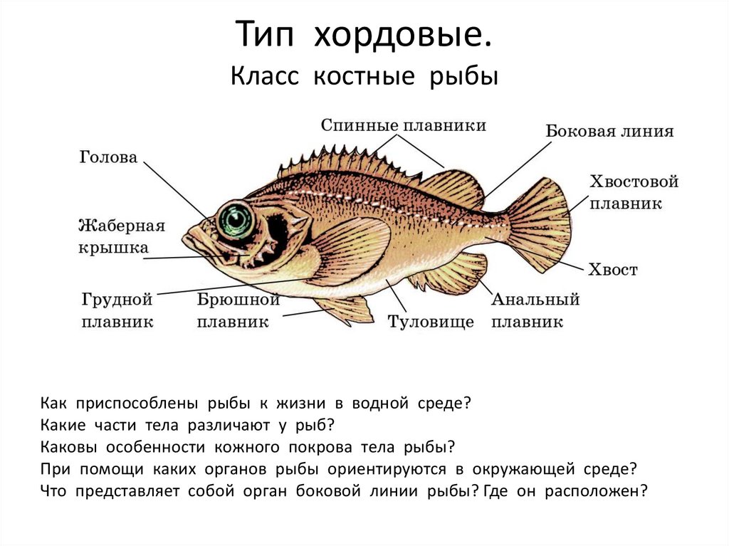 Сколько отделов у рыб