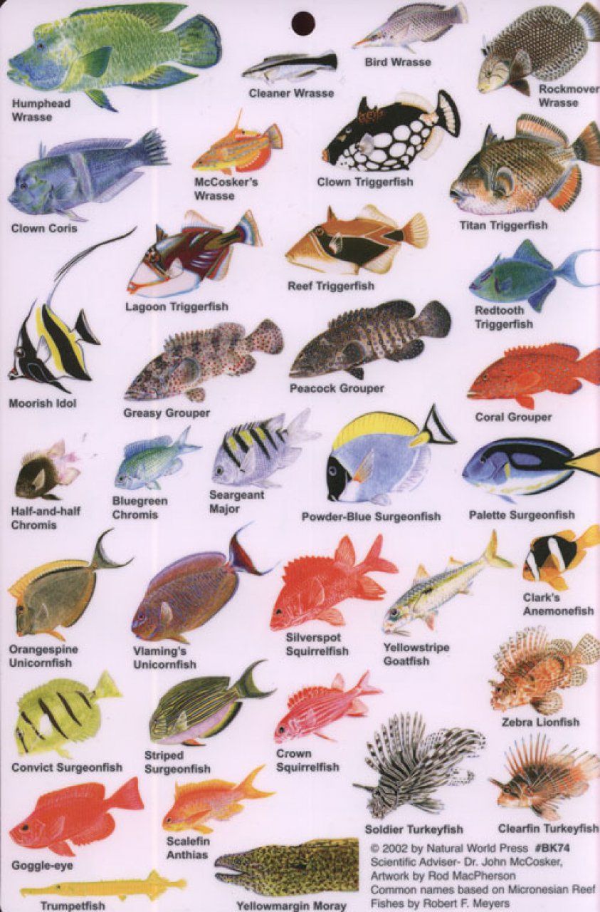 Названия аквариумных рыбок с фотографиями