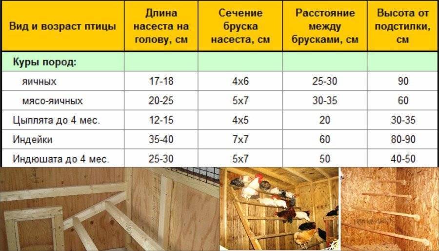 Гнездо для кур своими руками: чертежи, инструкции, пошагово с фото