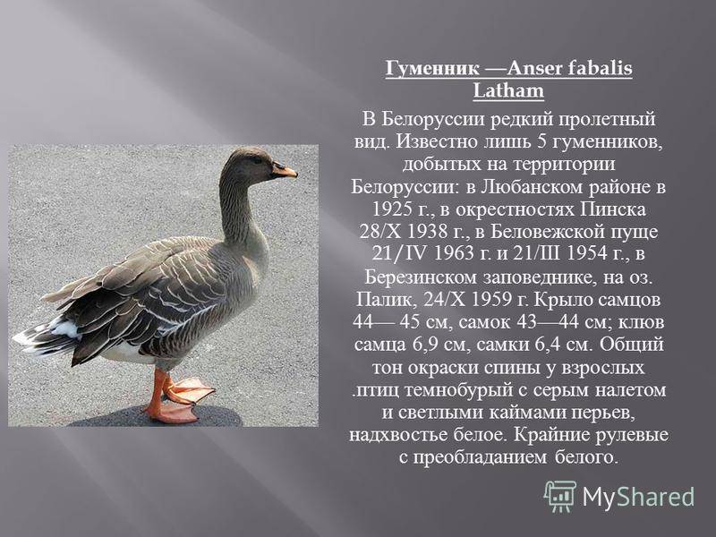 Описание гуся гуменника, особенности голоса