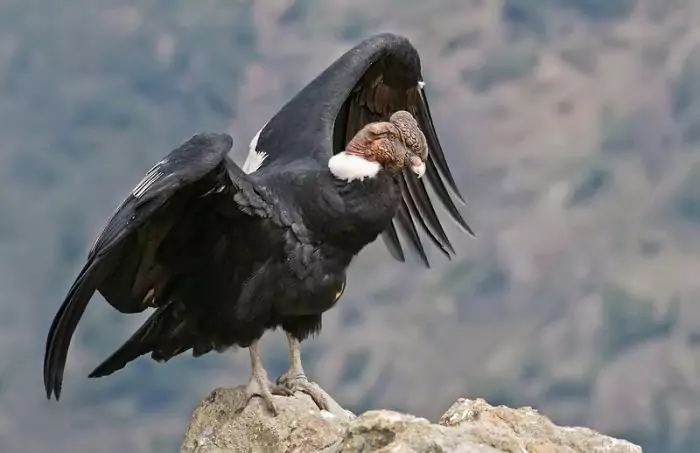 Калифорнийский кондор — птица-символ
