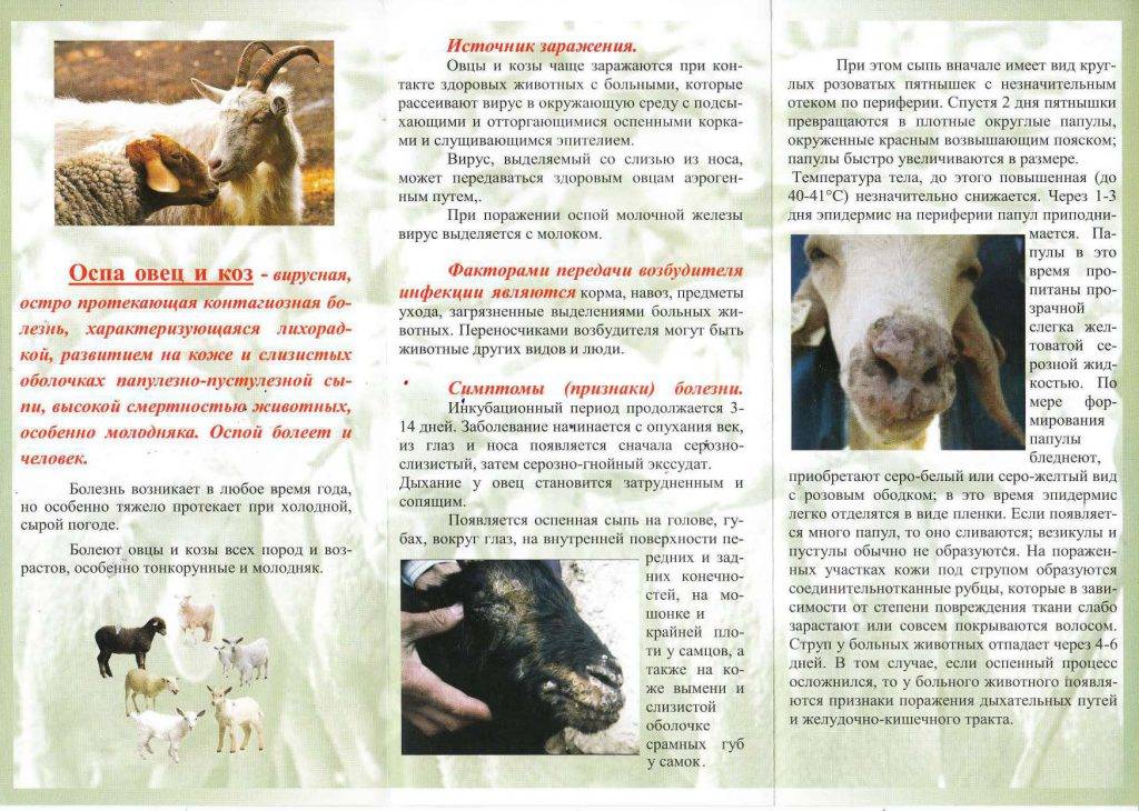 Ветеринарные правила грипп. Оспа овец и коз памятка для населения. Памятка по оспе овец и коз. Оспа овец и коз симптомы. Профилактика оспы овец.
