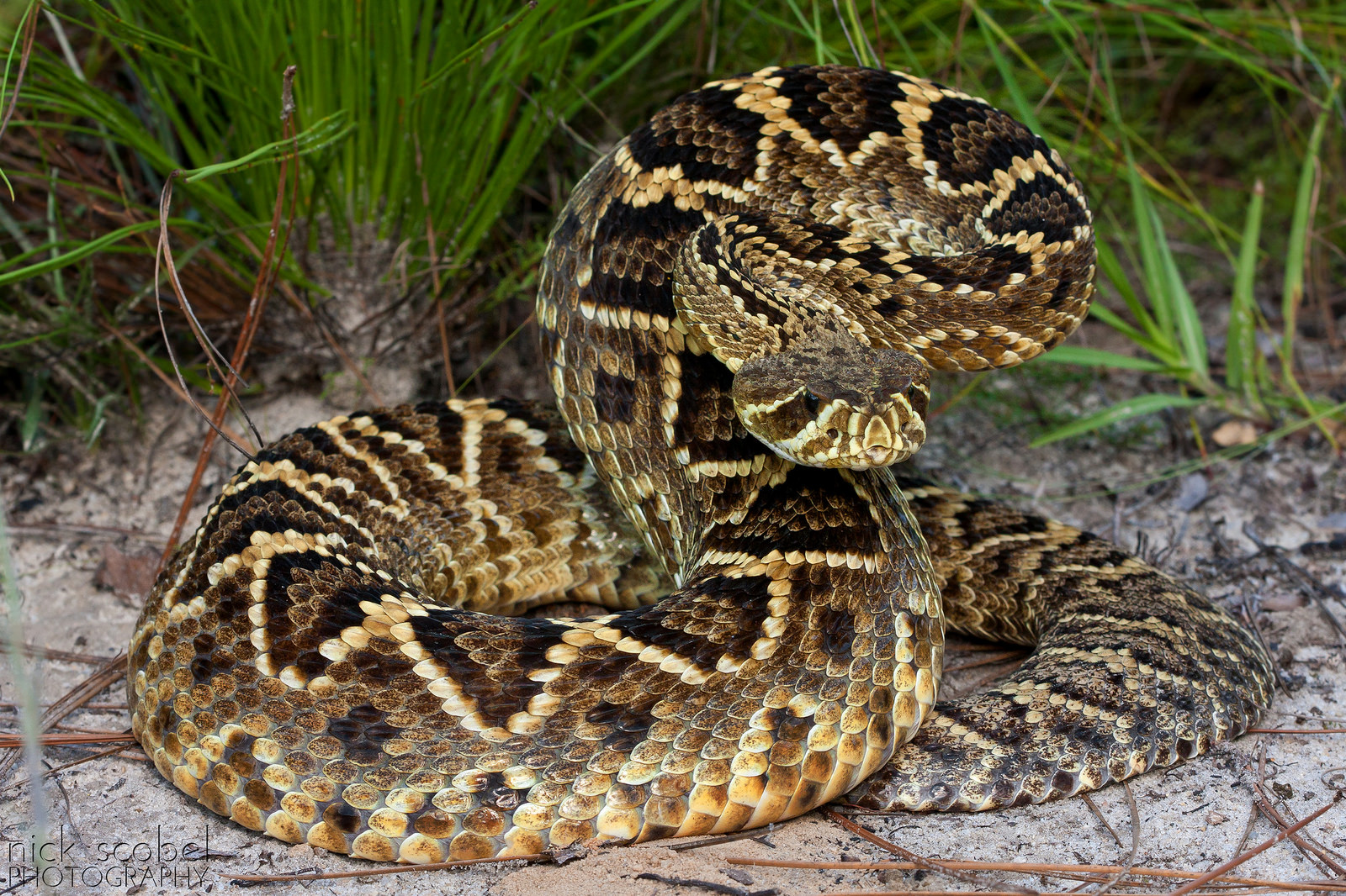 Гремучая змея относится к отряду. Crotalus adamanteus. Техасский гремучник. Тигровый гремучник. Пестрый гремучник.