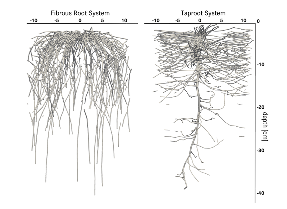 Расположение корневой системы у калины