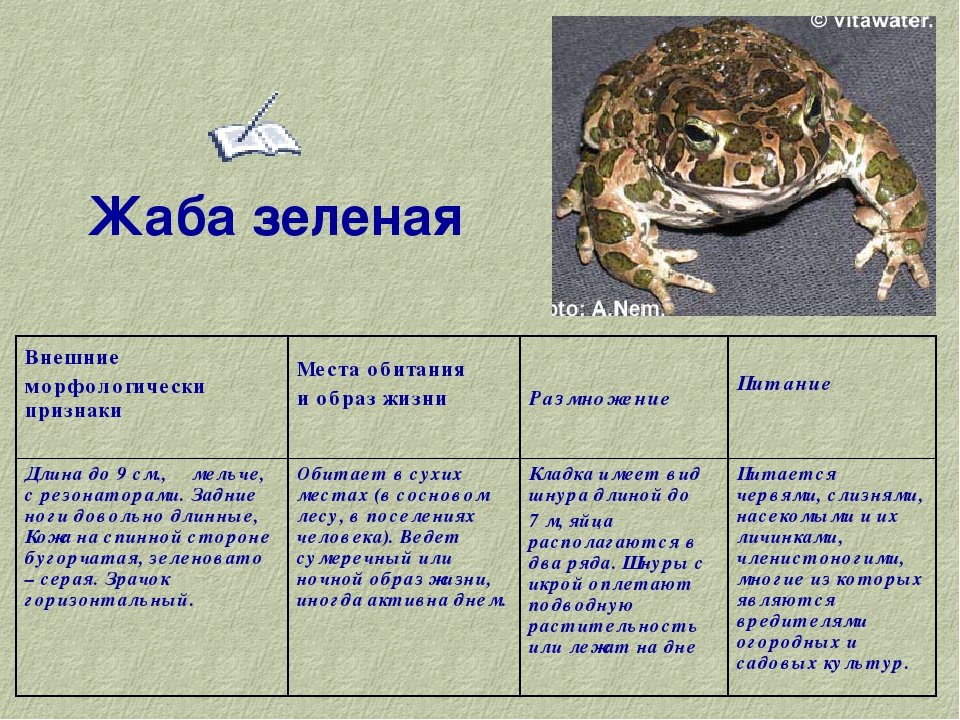 Особенности образа жизни лягушки. Морфологический критерий лягушки. Признаки лягушки. Зеленая жаба описание. Жаба характеристика.