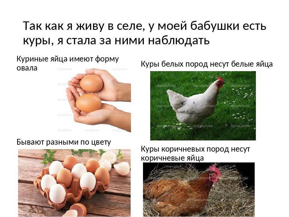 Яйца под курицу какие