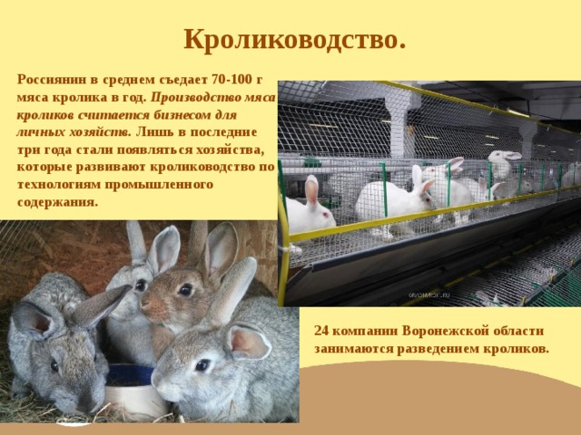 Разведение кроликов как бизнес: выгодно или нет? расчёт рентабельности кроличьей фермы