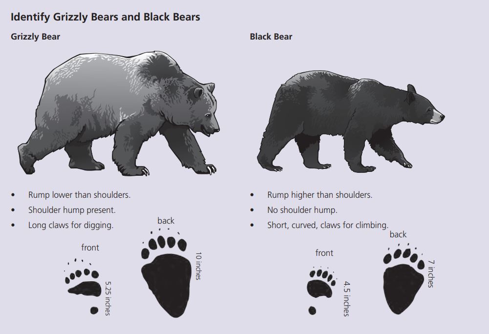 Медведь гризли – фото, описание, ареал, питание, размножение