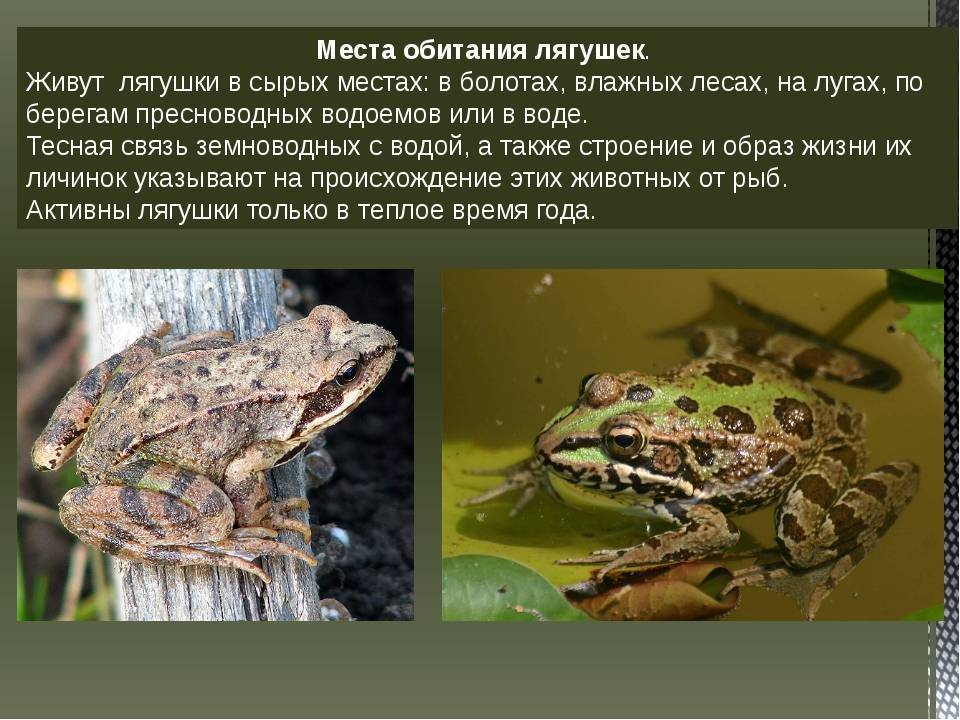 Описание камышовой жабы из красной книги