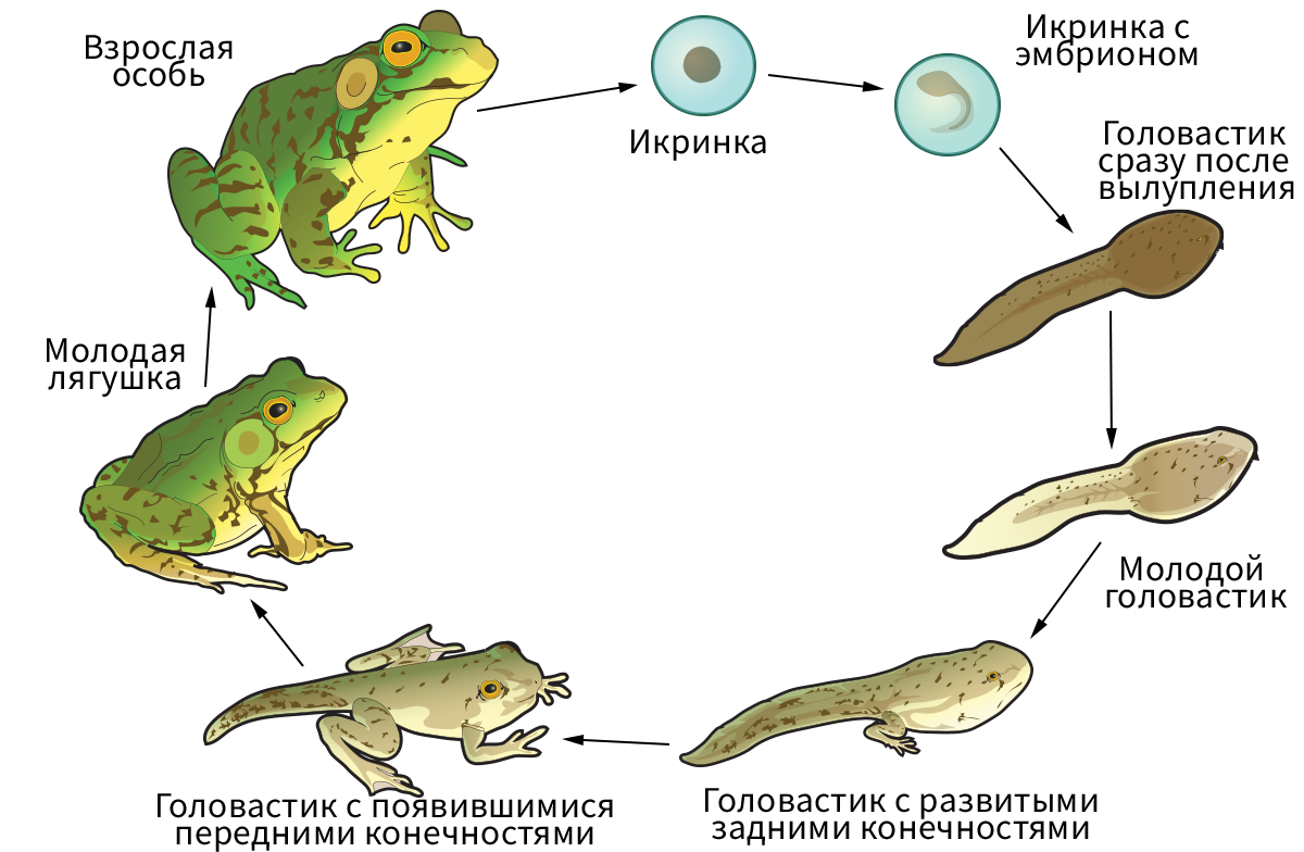 Размножение строение земноводных. Жизненный цикл земноводных этапы развития. Стадии развития головастика лягушки. Земноводные цикл развития схема. Размножение лягушки схема.