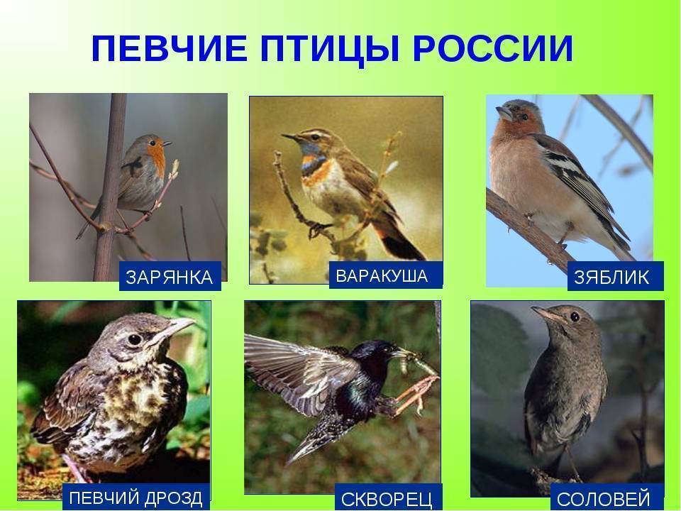 Певчие птицы юга россии фото с названиями