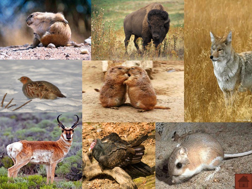 Животные с фото с названиями северной америки