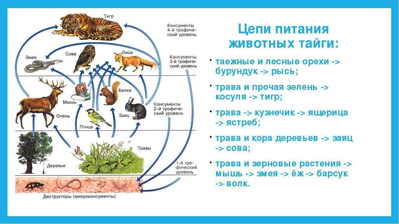 Пищевая сеть биогеоценоза в тундре. Цепь питания характерная для тайги. Схема цепи питания в тайге. Схема цепи питания тайги 4 класс. Пищевая цепочка тайги 4 класс окружающий мир.