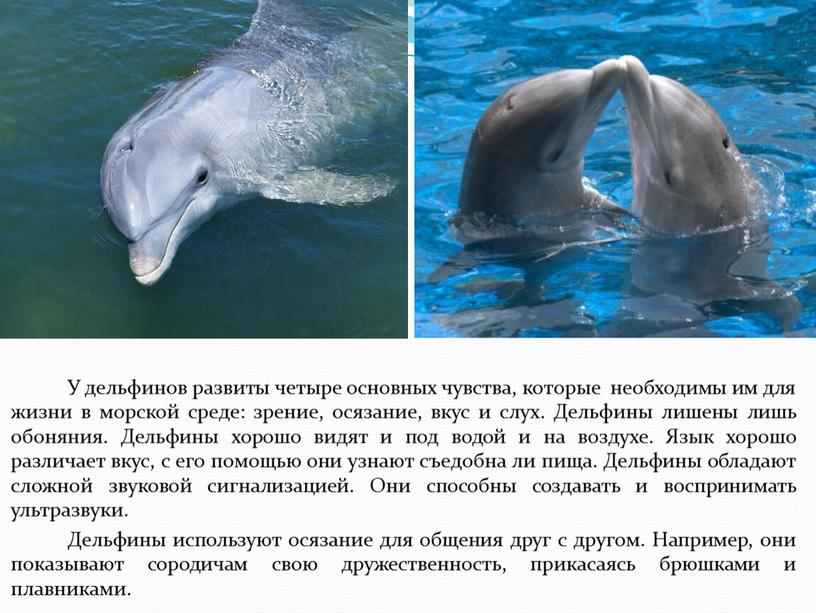 Дельфины живут лет. Язык дельфинов. Интересные факты о дельфинах. Дельфин описание. Интересное о дельфинах для детей.