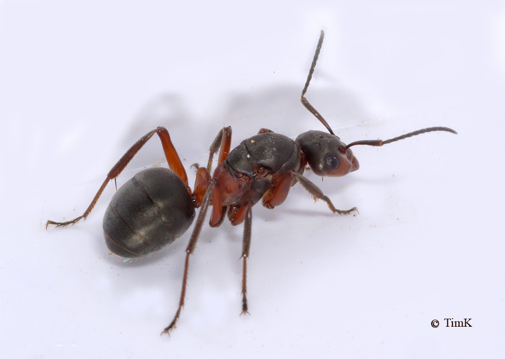Как устроен муравейник: рассказ для детей, что внутри гнезда, как строятся муравейники, и кто в них живет?