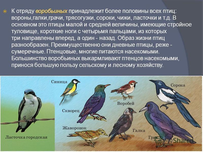 Воробьинообразные птицы таблица. Воробьинообразные Воробьинообразные. Представители отряда воробьинообразных. Отряды типичных птиц. Типичные птицы представители.