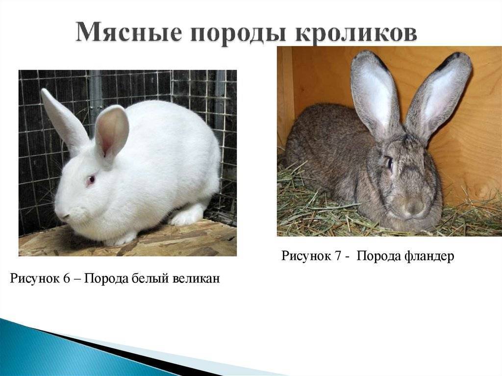 Кролики минилопы описание сколько живут