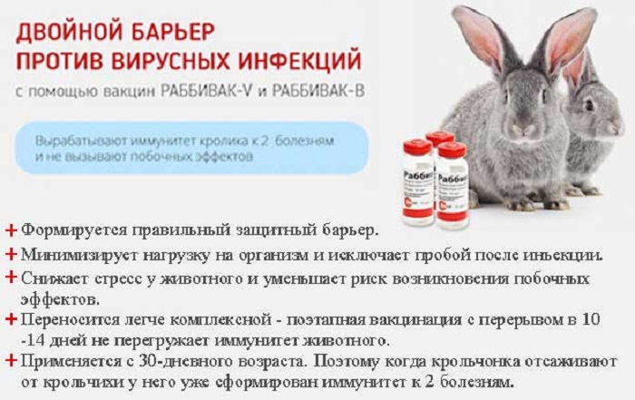 Чем дезинфицировать клетки кроликов в домашних условиях?