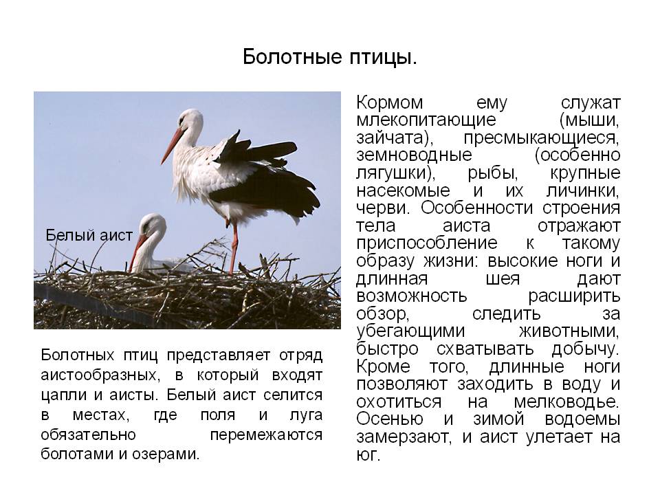 Какой тип развития характерен для аиста белого изображенного на рисунке