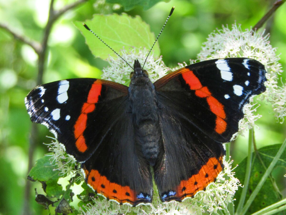 Бабочки картинки окружающий мир. Бабочка Адмирал. Белый Адмирал бабочка. Адмирал (бабочка) Нимфалиды. Vanessa Atalanta бабочка.