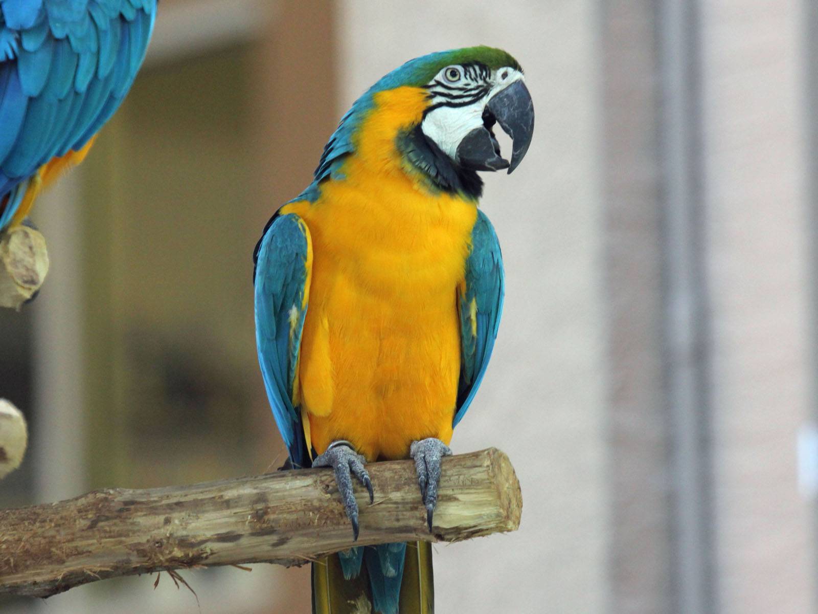 Сине-желтый ара: содержание в домашних условиях, фото