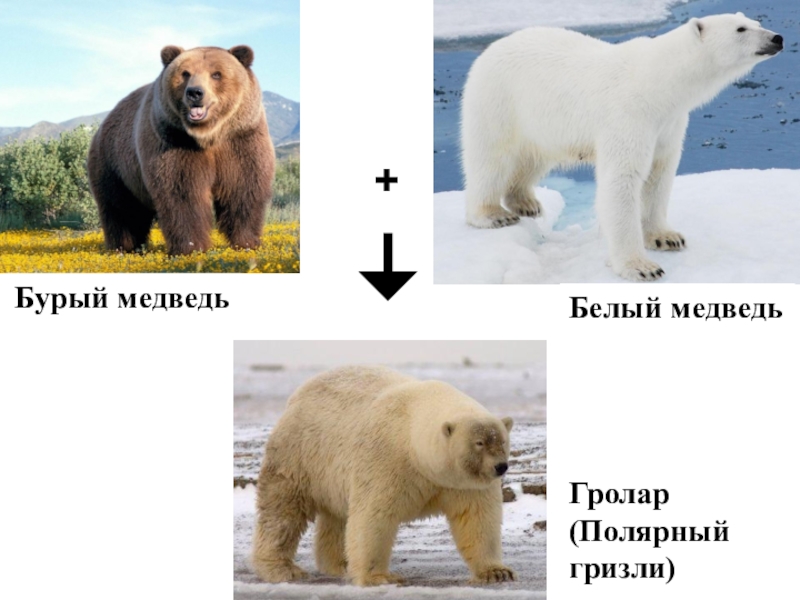 Медведь гризли описание доклад животное информация сообщение читать фото звук видео