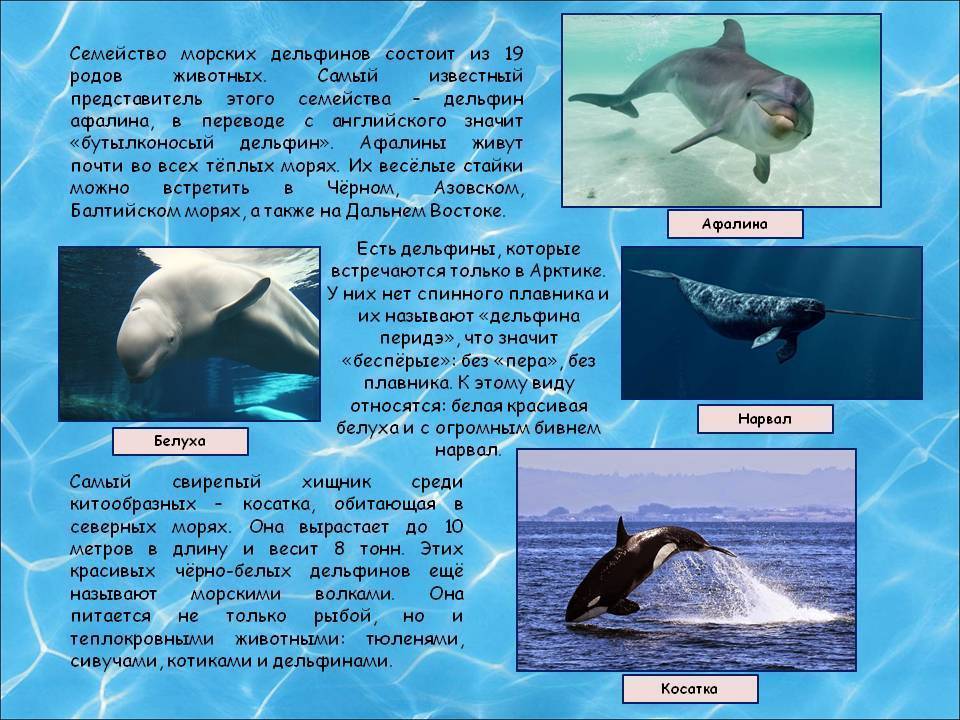 К какой группе океана относится белуха. Сообщение о дельфинах. Дельфин описание. Доклад про дельфинов. Дельфины доклад.