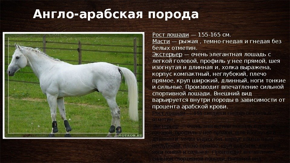 Английская чистокровная верховая лошадь: фото скаковой породы, разведение