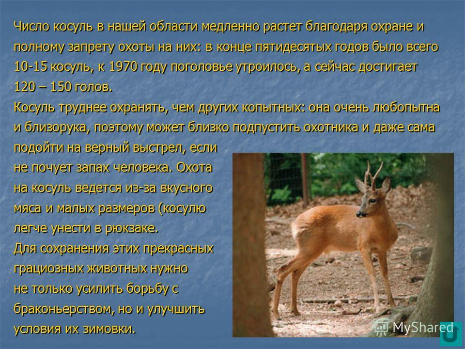 Сибирская косуля: описание вида, повадки, среда обитания