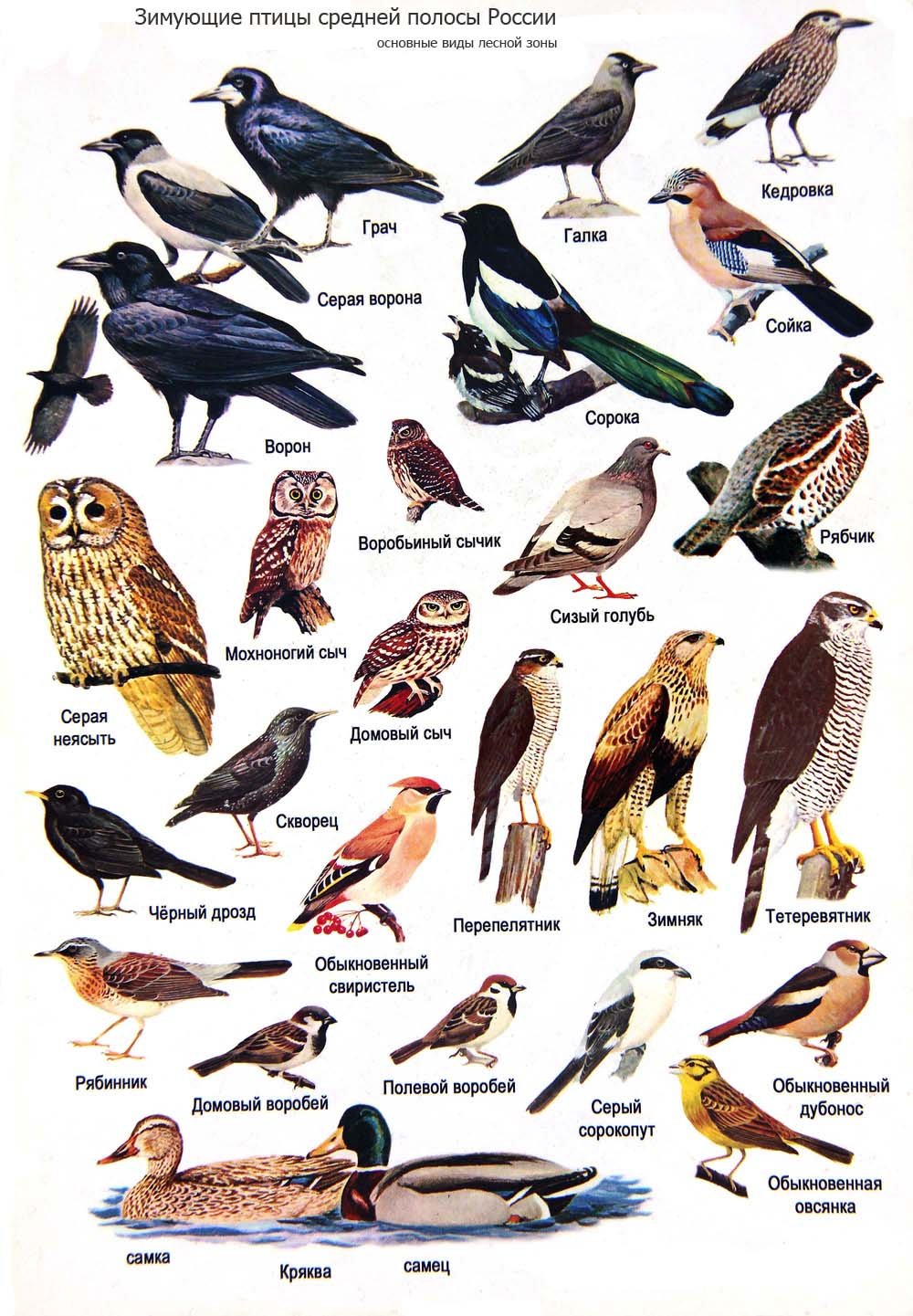Виды лесных птиц фото и названия
