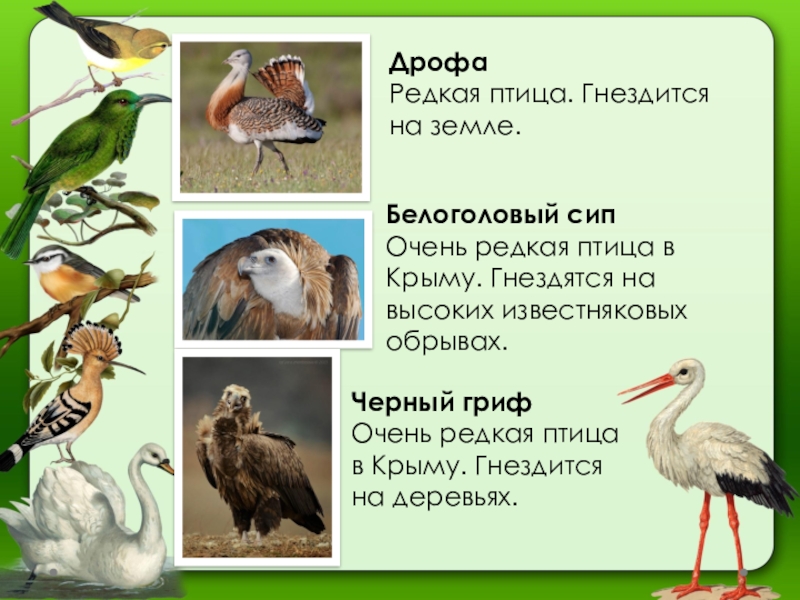 Краснокнижные животные крыма фото и названия