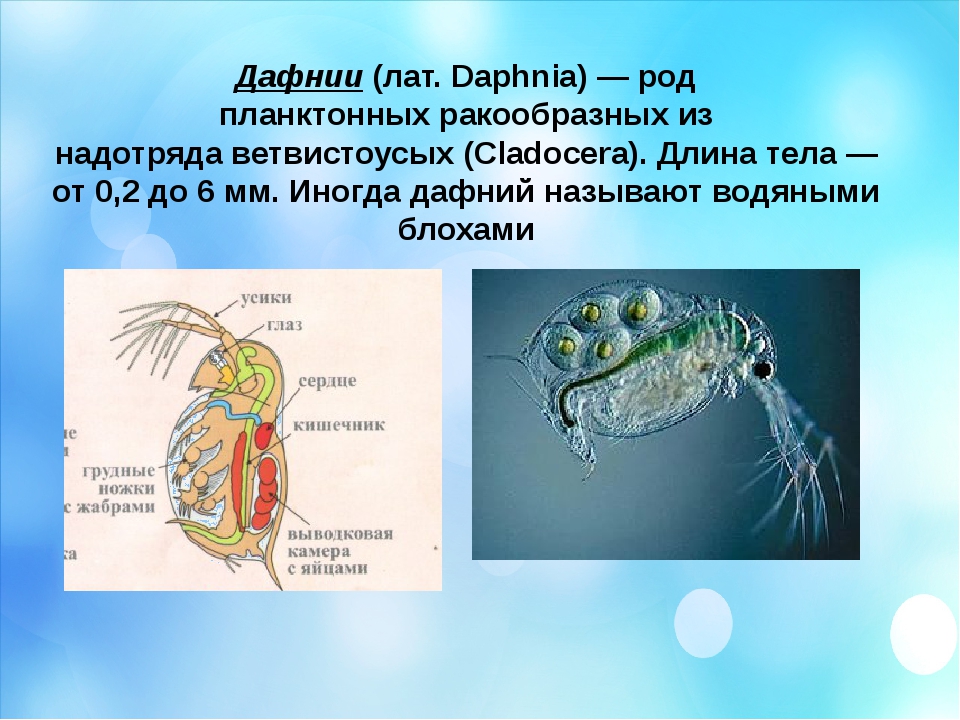 Питание дафнии. Рачок дафния. Дафния ракообразные. Класс ракообразные дафнии Циклоп. Карапакс дафнии.