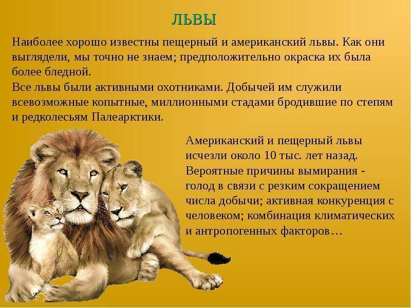 Про львов читать. Доклад про Львов. Описание Льва. Рассказ про Льва. Львы описание животных.