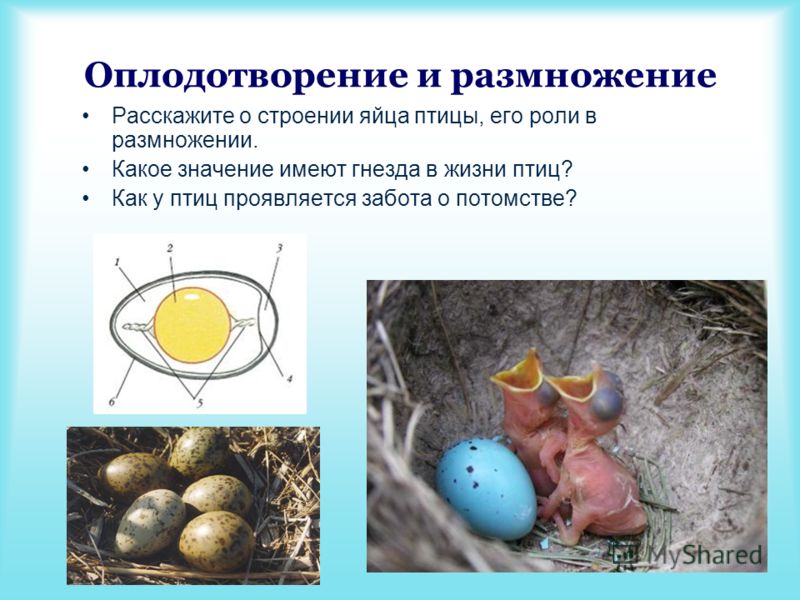 Какое яичко у мужчин отвечает. Оплодотворение у птиц. Размножение птиц. Как происходит размножение у птиц. Оплодотворение у птиц происходит.