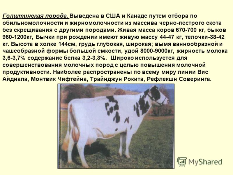 Пестрая масса. Голштинская порода коров характеристика. Голштинская порода скота. Голштинская порода коров характеристика молока. Вес коровы голштинской породы.