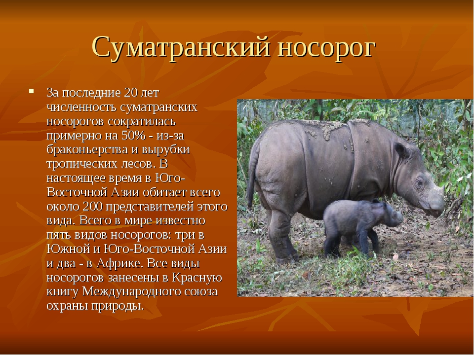 Самый большой носорог