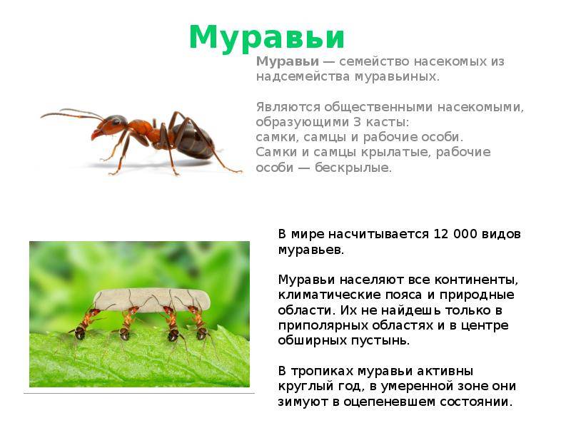 Сколько муравей в мире. Муравьи самки самцы и рабочие особи. Муравей. Семейство муравьев. Описание муравьев.