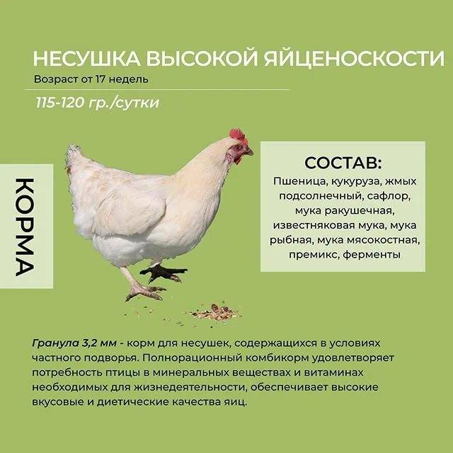 Почему куры перестали нестись?