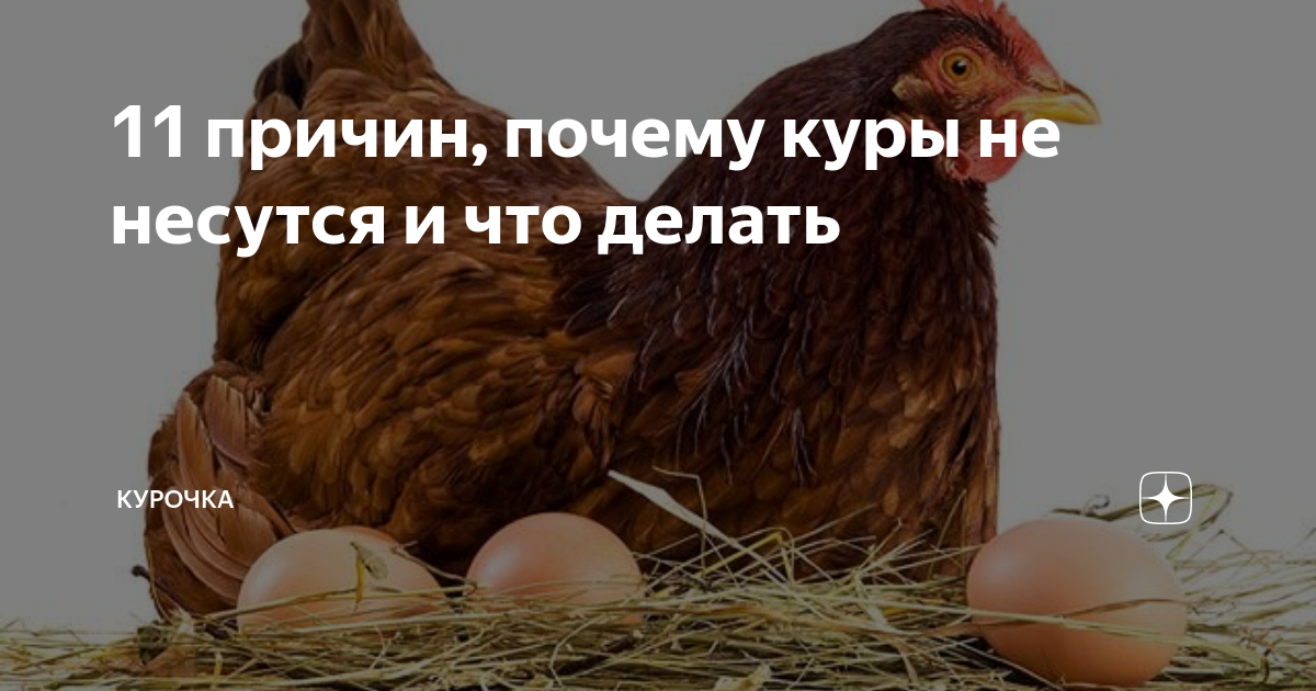 Породы кур-несушек: 5 лучших для личного подворья, как выбрать на рынке, для подсобного хозяйства, рейтинг по яйценоскости