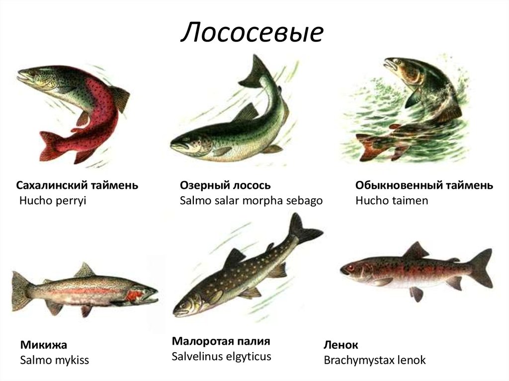 Рыба лосось атлантический или семга