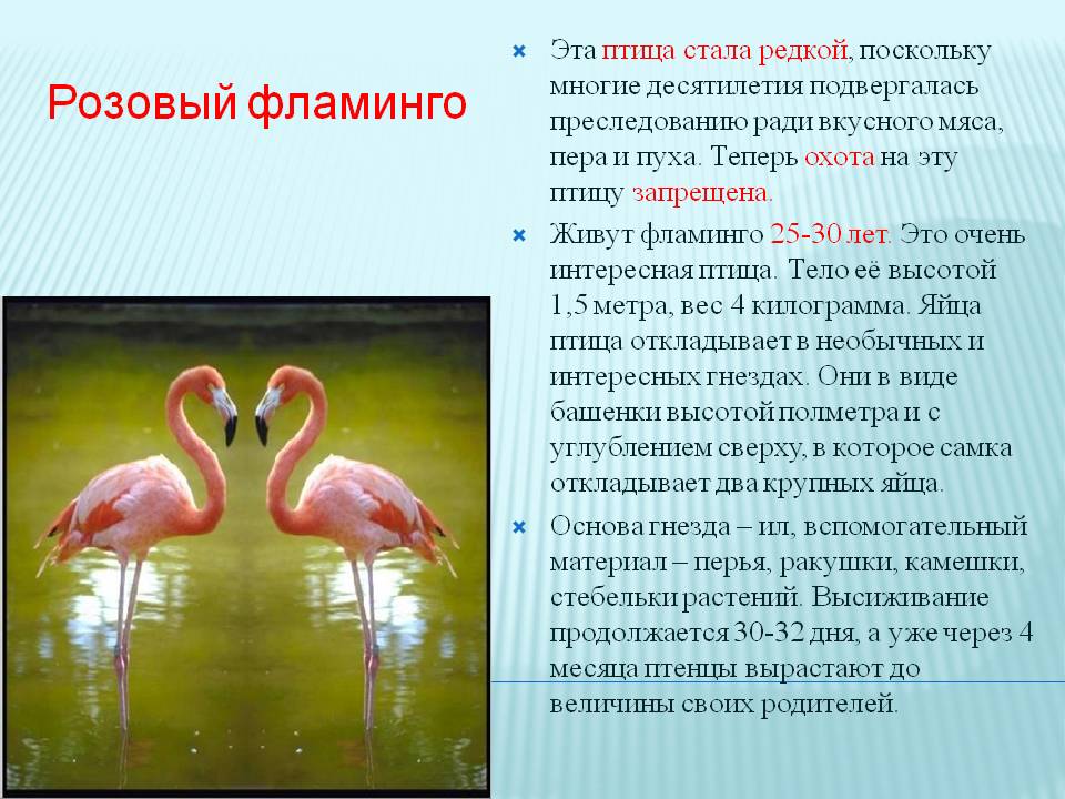 Фламинго сообщение. Розовый Фламинго доклад. Фламинго красная книга краткое. Фламинго птица краткое описание красная книга. Фламинго описание для детей 1 класса.