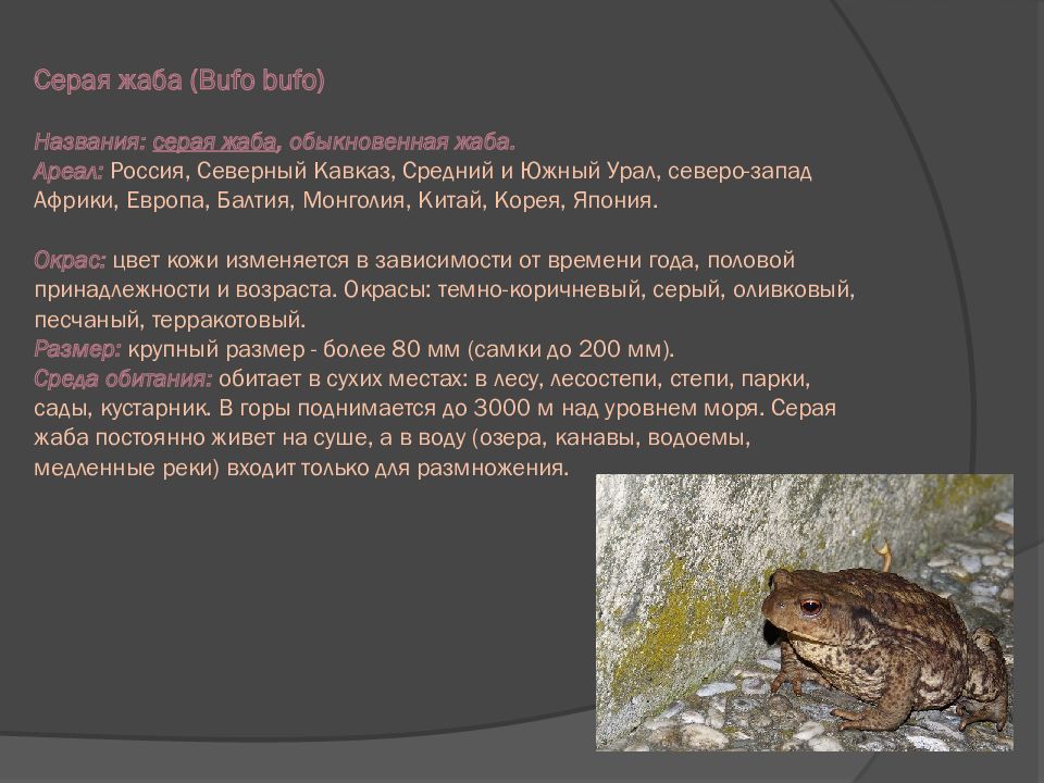 Какая среда обитания у лягушки. Серая жаба Bufo Bufo. Обыкновенная жаба среда обитания. Ареал Жабы обыкновенной. Серая жаба среда обитания.