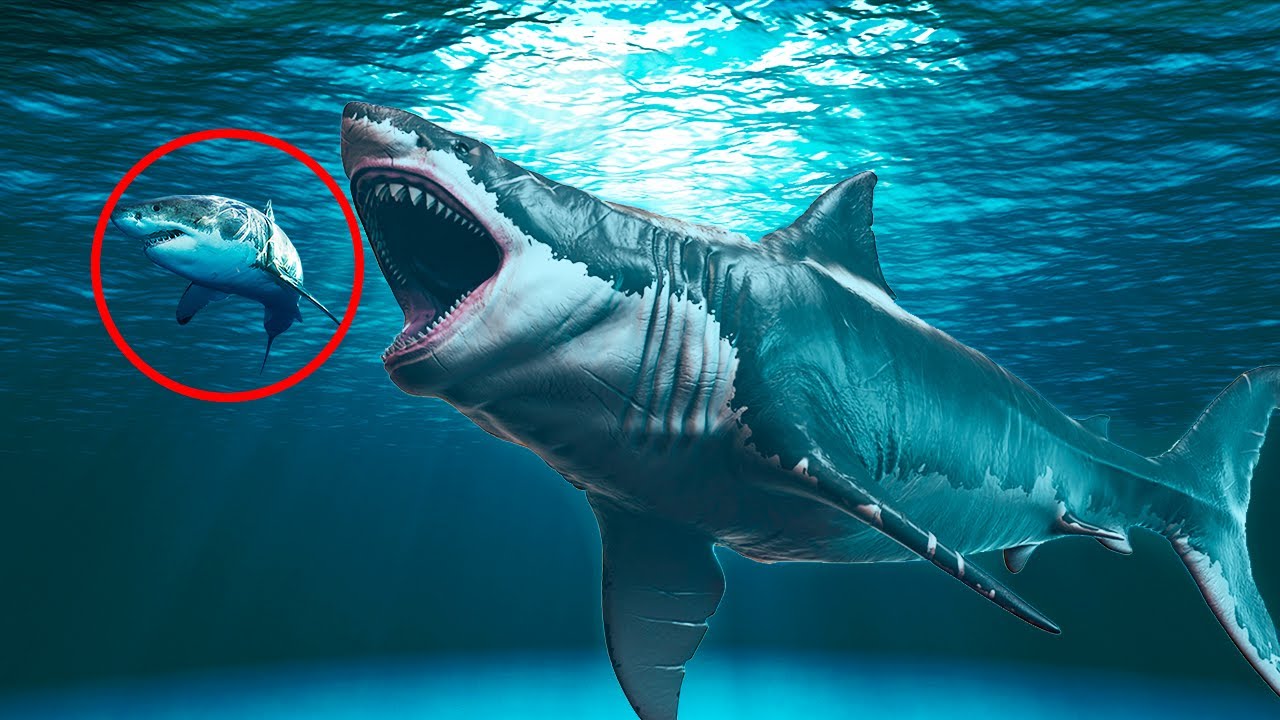 Мегалодон: ученые обнаружили в океане вид акул миллионы лет считавшийся вымершим - экология на joinfo.com